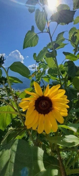 Sonnenblume