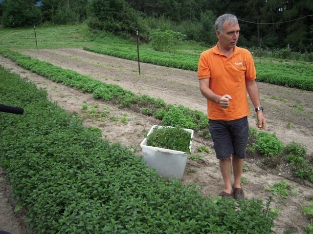 Biologische Landwirtschaft - Franz Niederkofler bei der Kräuterernte 