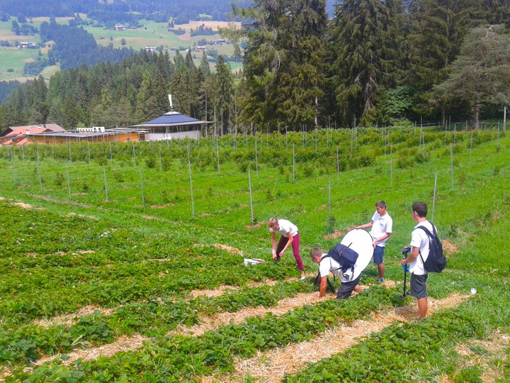 Auf dem hofeigenen Erdbeerfeld