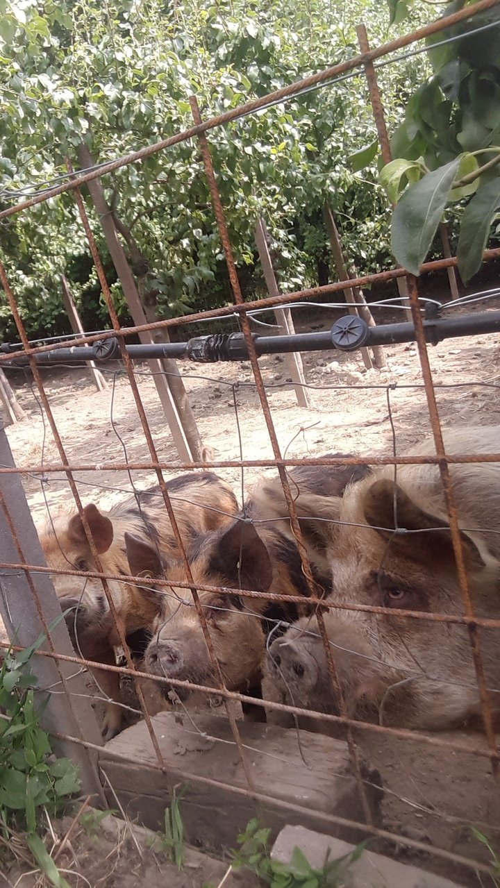 Schweine am Hof