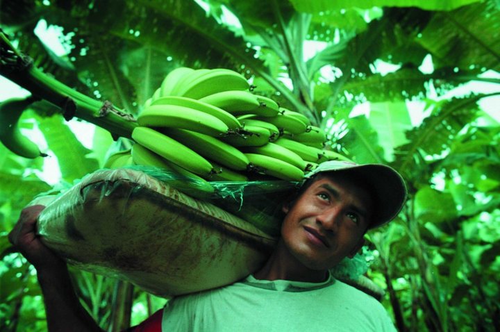 Faire Bananen mit Agrofair 