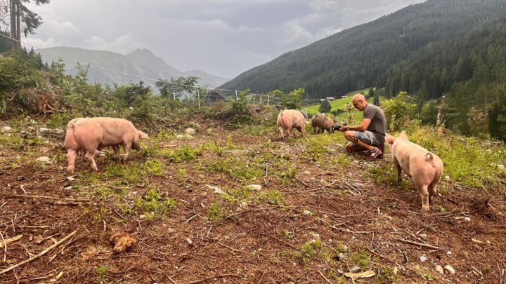 die Schweine im Freien die Schweine im Freien