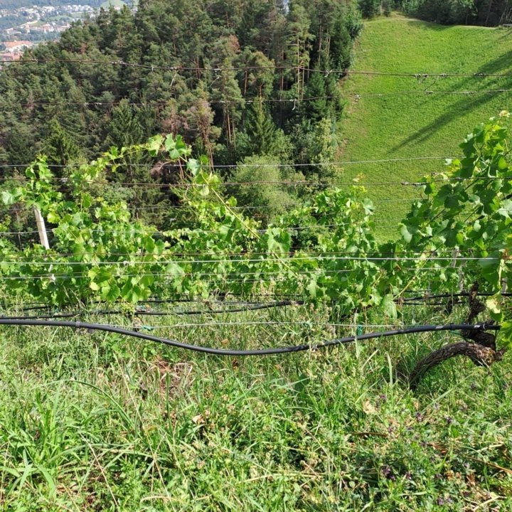 Weinberge