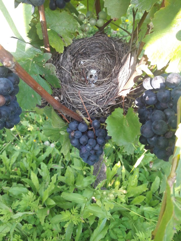 Vogelnest im Weinberg