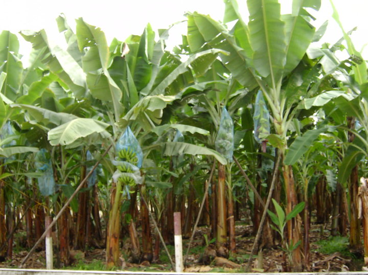 Bananenplantage im Süden der Welt 
