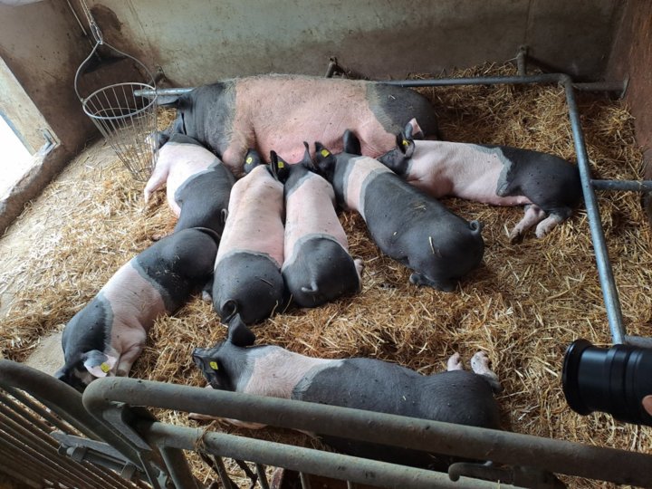 Schweinestall Schweinestall