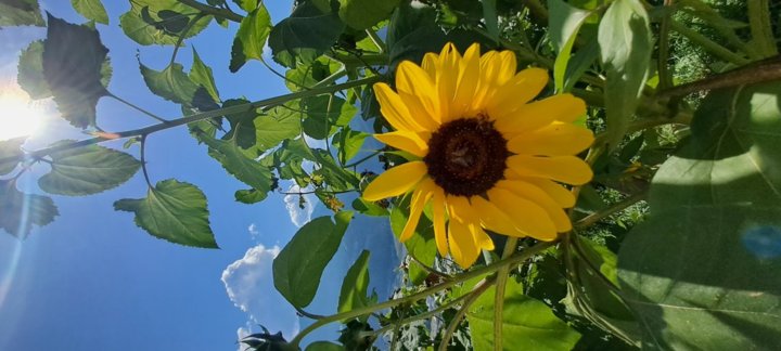 Sonnenblume Sonnenblume