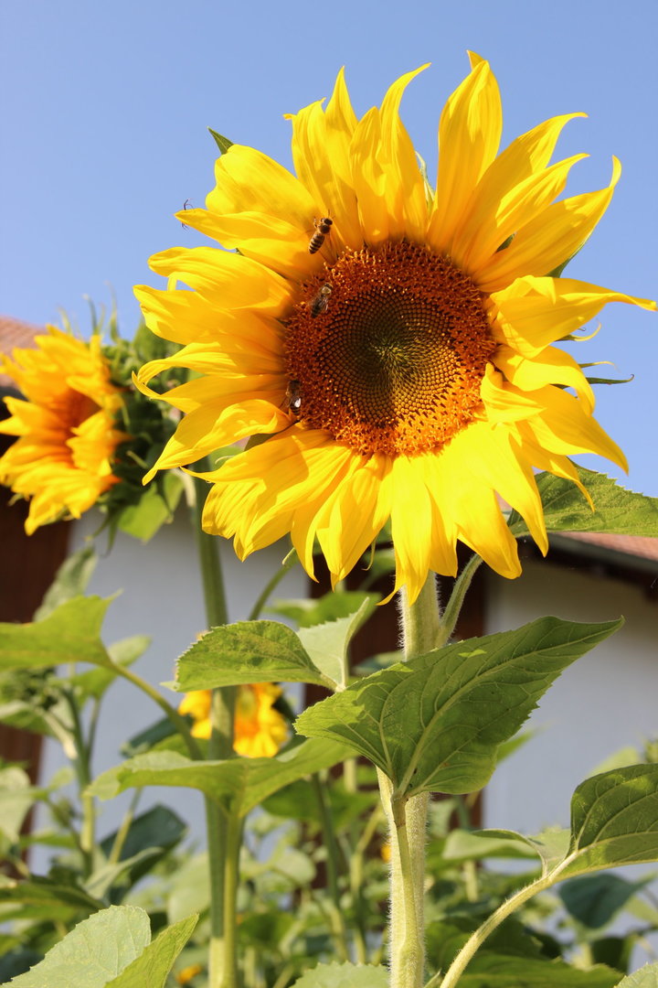 Sonnenblume Biohof Schönthaler