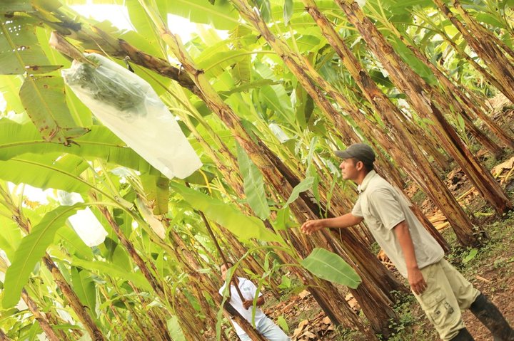 Bananenplantage in Peru