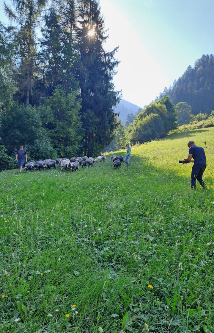 Schafe am Linterhof