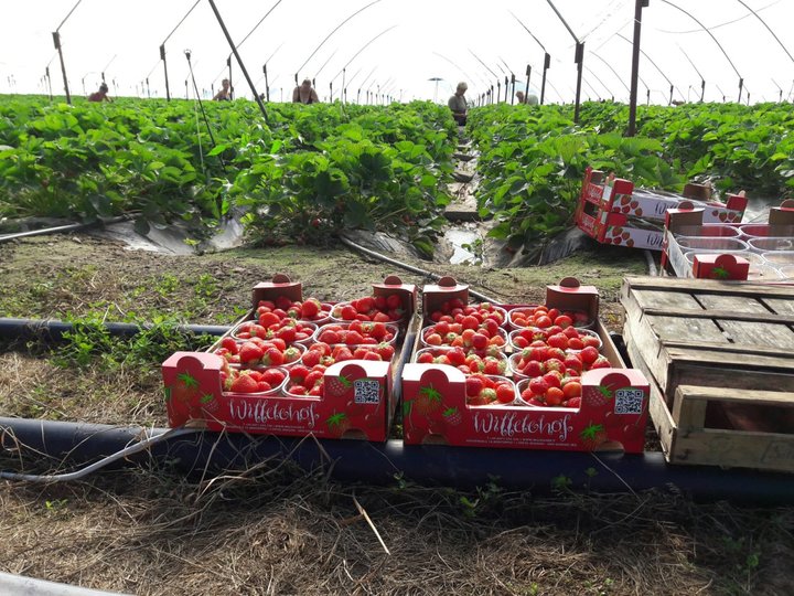 Erdbeeren aus Jenesien