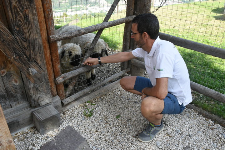 Zu Besuch bei den Schafen