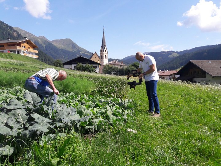 Ernte im Gemüsefeld 