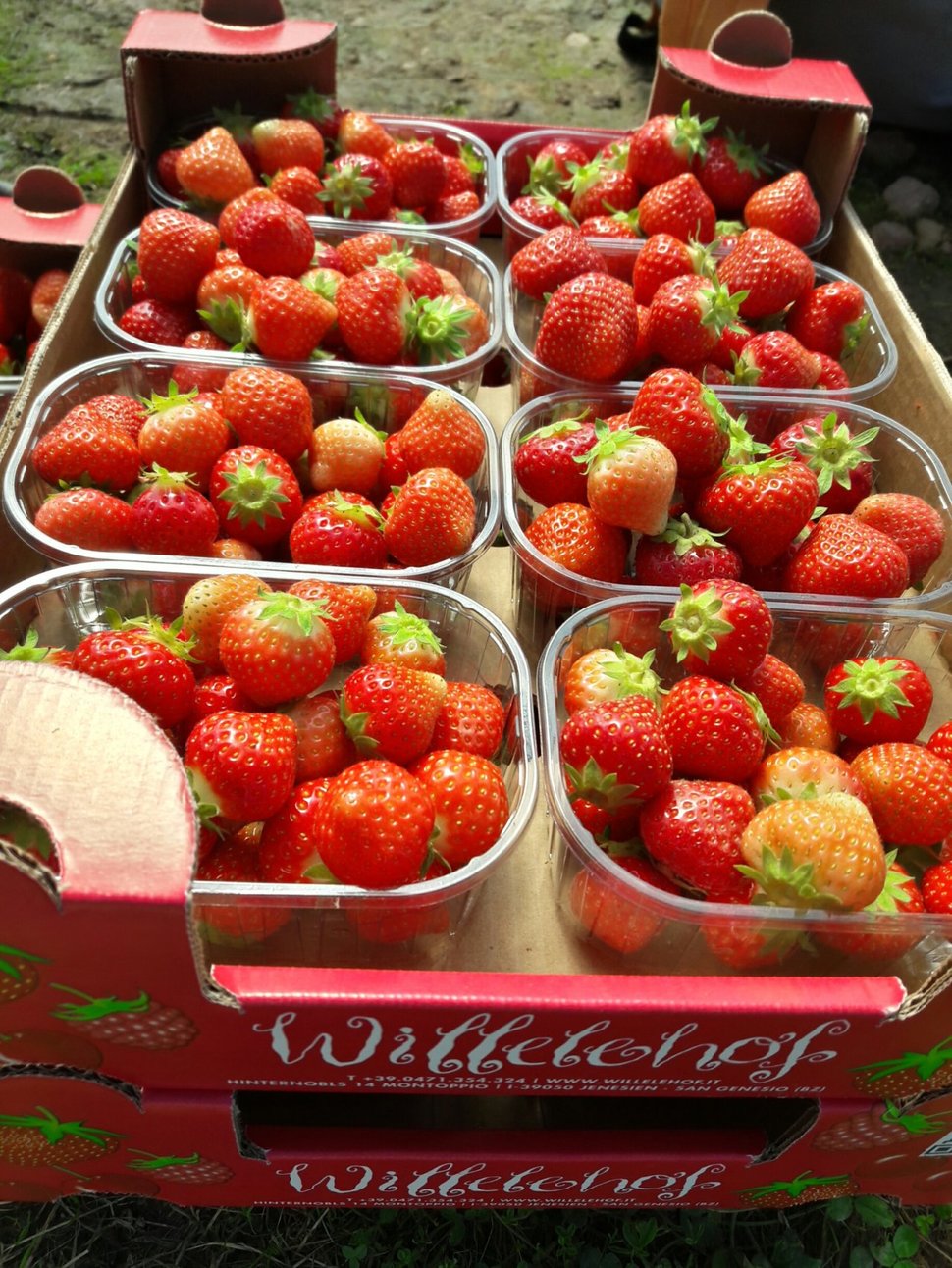 leckere Erdbeeren vom Willelehof
