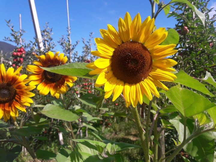 Förderkonto Sonne