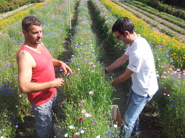 Ernte der Kornblumen Ernte der Kornblumen