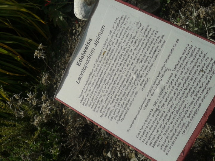 Edelweiss im Liebesgarten