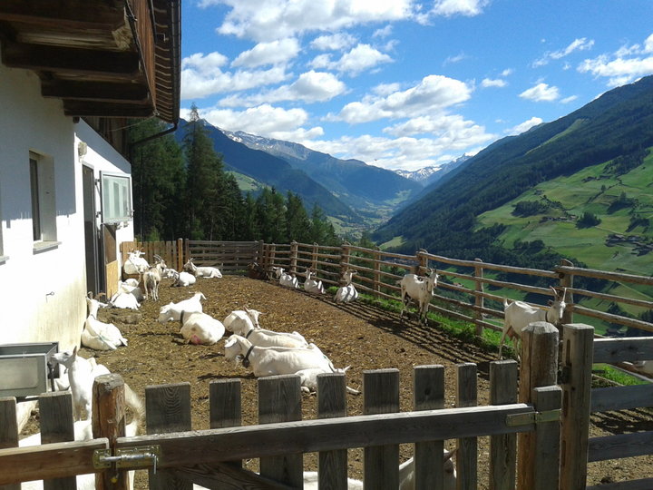 Ziegen am Kleinstahlhof