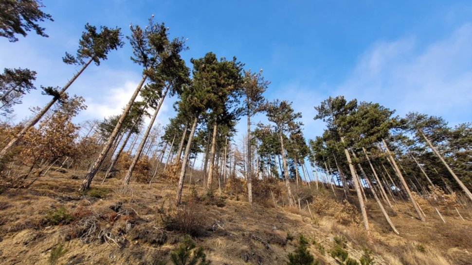 ecosisteam forestale in Val Venosta 