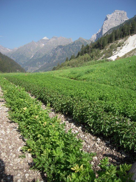 Giardini aromatici Wipptal ed il Tribulaun (3097 m s.l. m.)