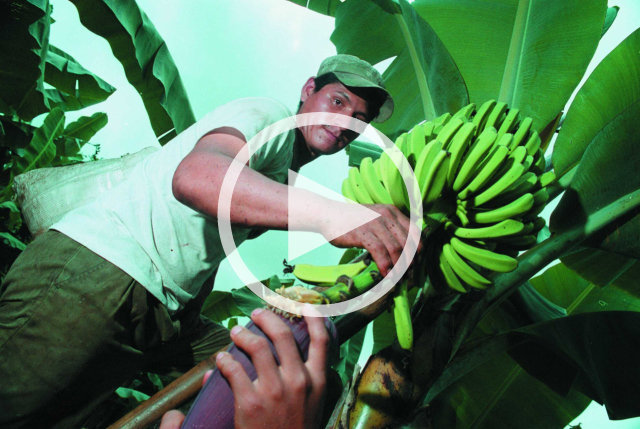 Commercio equo con le banane di AgroFair