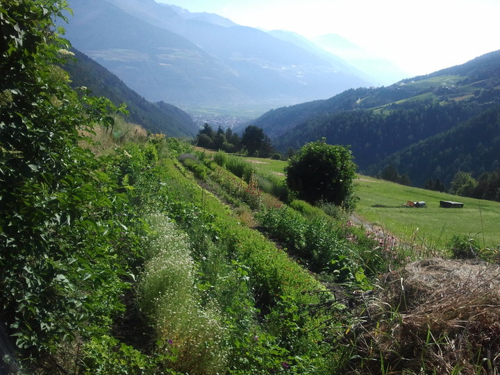 Il giardino delle erbe