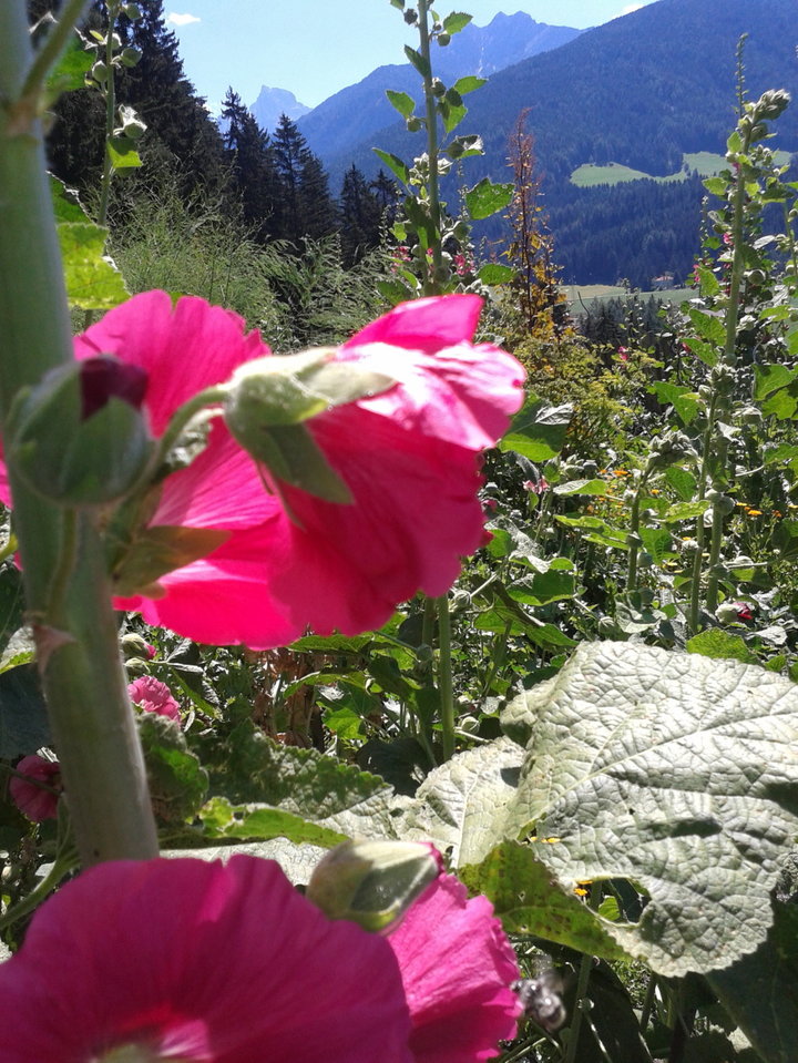 giardino di erbe selvatiche