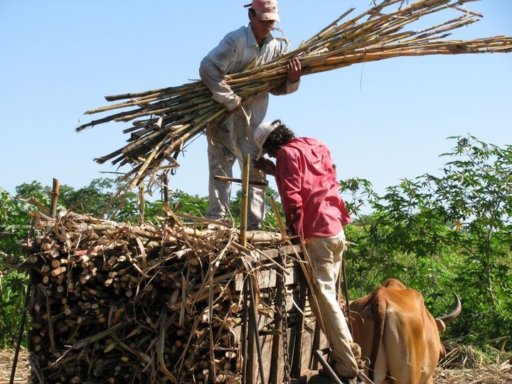 Cooperativa Manduvirà 