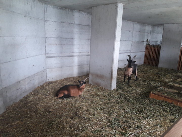 Tiere am Hof Tiere am Hof