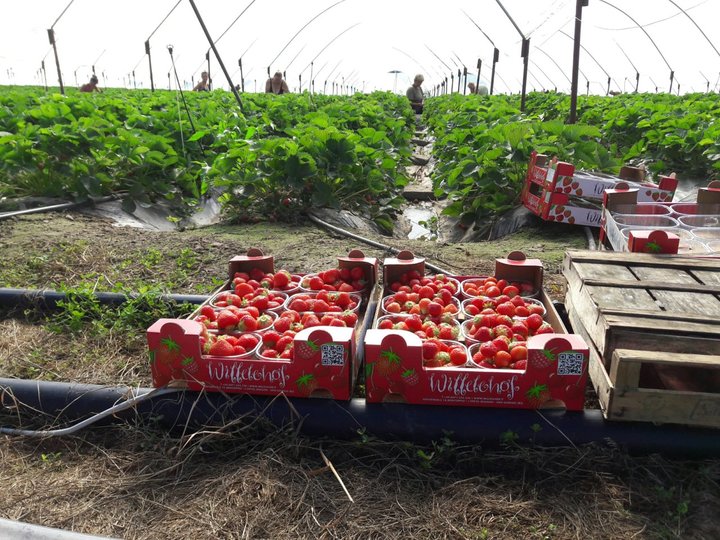 Fragole Fragole