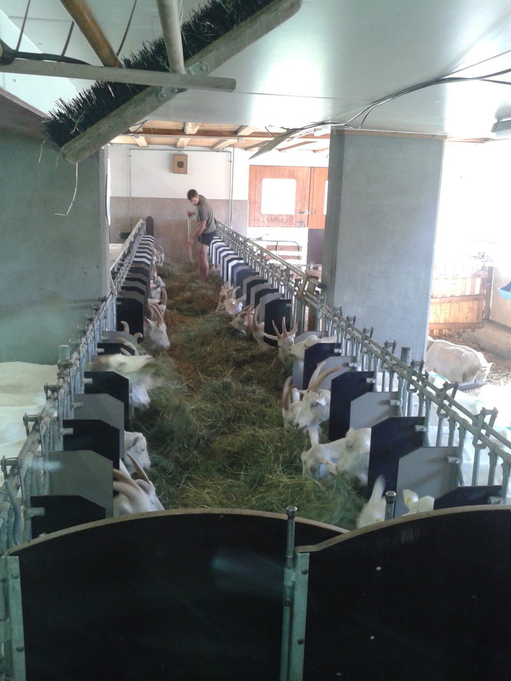 La stalla delle capre