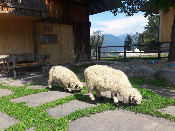 Pecore come tagliaerba