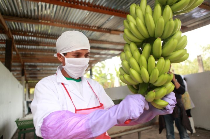 Gerechter Handel von Bananen mit AgroFair