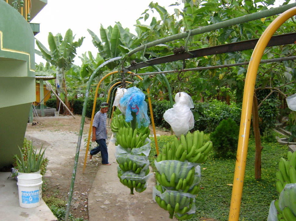 Raccolta di banane nel Sud del Mondo